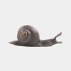 L’Escargot